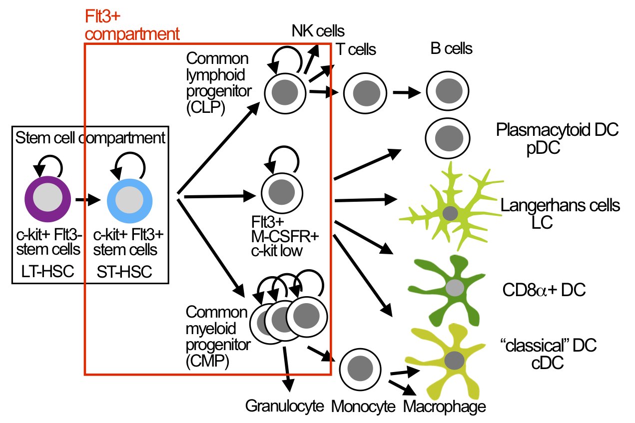 Antigen Presenting Dendritic Cells