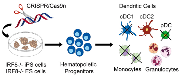 CRISPR-Cas9